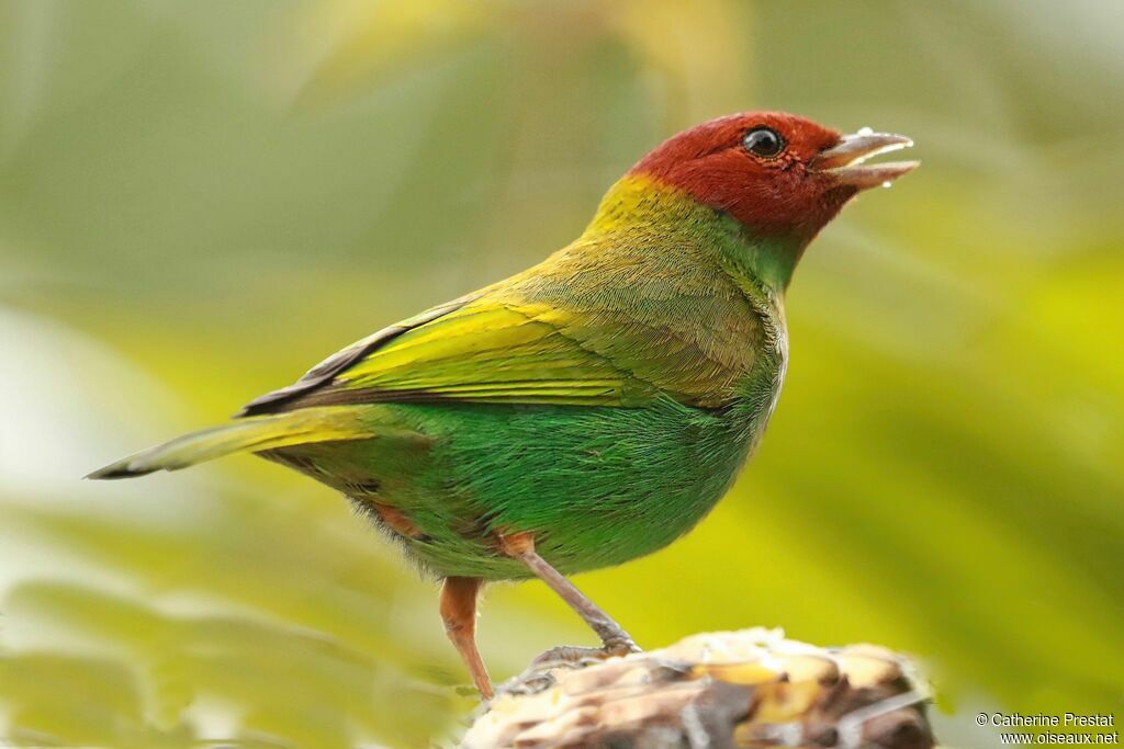 Bay-headed Tanager