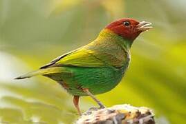 Bay-headed Tanager