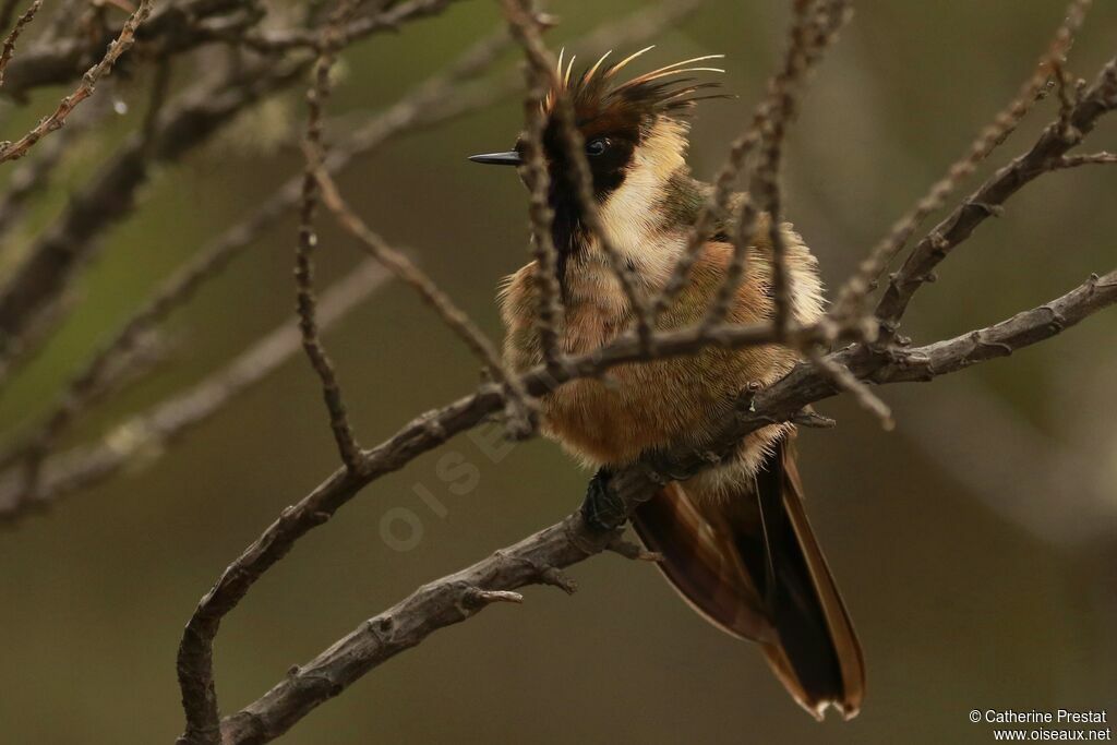 Colibri de Stübel