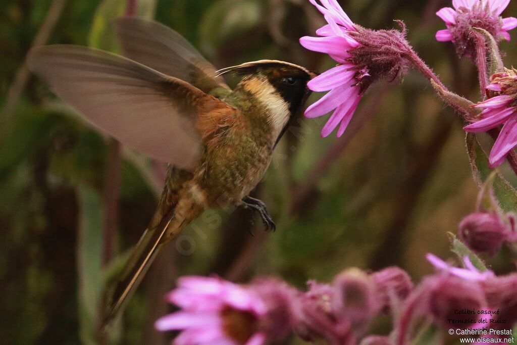 Colibri de Stübel