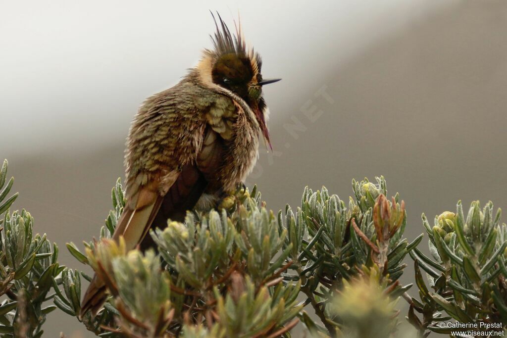 Buffy Helmetcrest