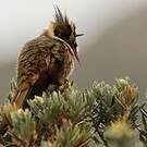 Colibri fauve