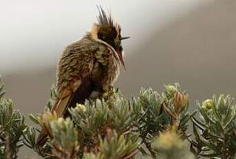 Colibri fauve