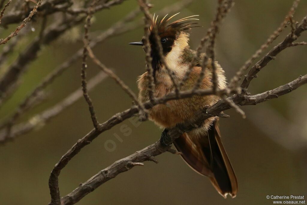 Buffy Helmetcrest