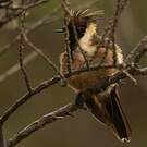 Colibri fauve
