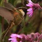 Colibri fauve