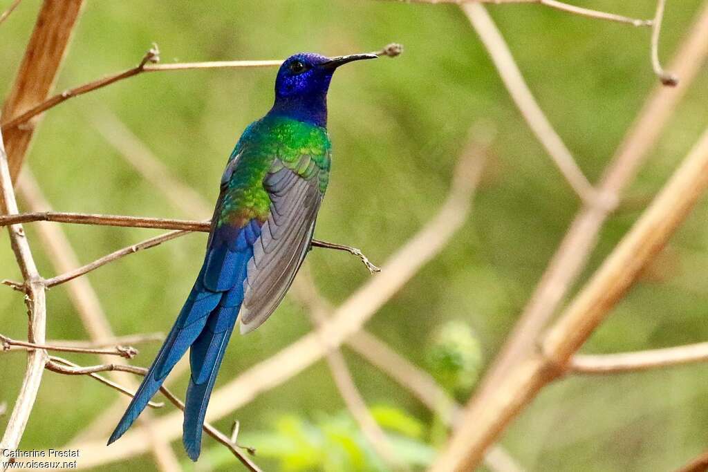 Colibri hirondelleadulte