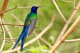 Swallow-tailed Hummingbird