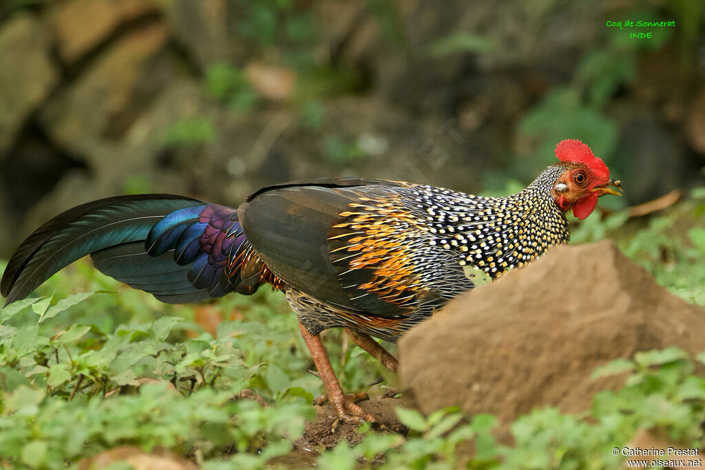 Coq de Sonnerat mâle