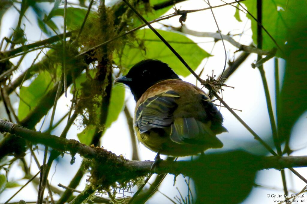 Cotinga coqueluchon