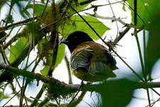 Cotinga coqueluchon