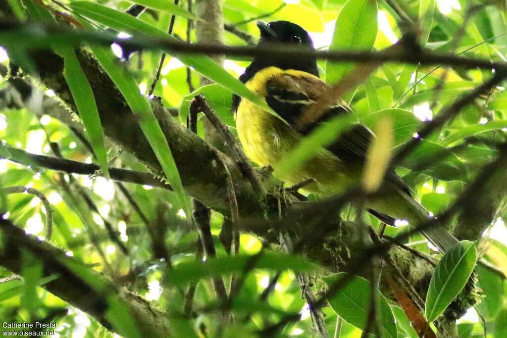 Cotinga coqueluchon