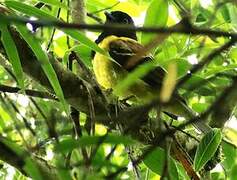 Cotinga coqueluchon