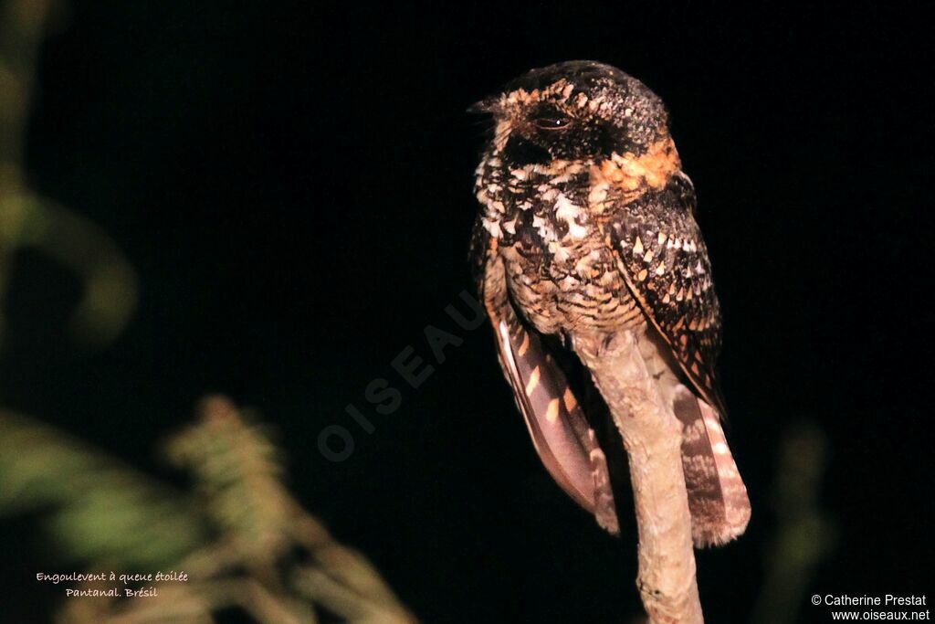 Spot-tailed Nightjar