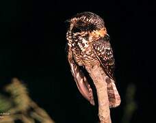 Spot-tailed Nightjar