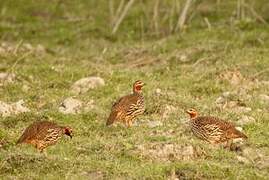 Swamp Francolin