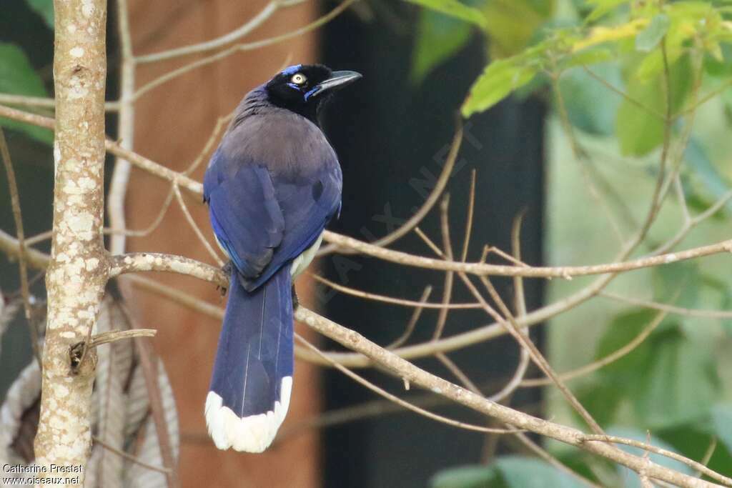 Black-chested Jayadult