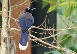 Black-chested Jay