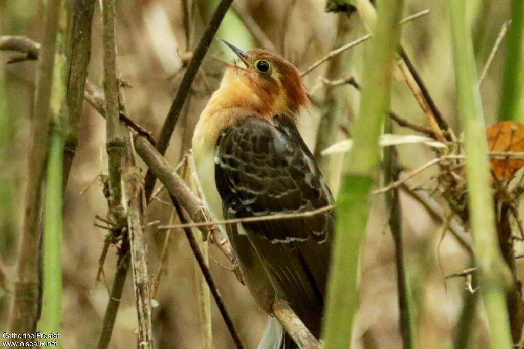 Pavonine Cuckoo male adult, close-up portrait, song