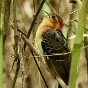 Pavonine Cuckoo