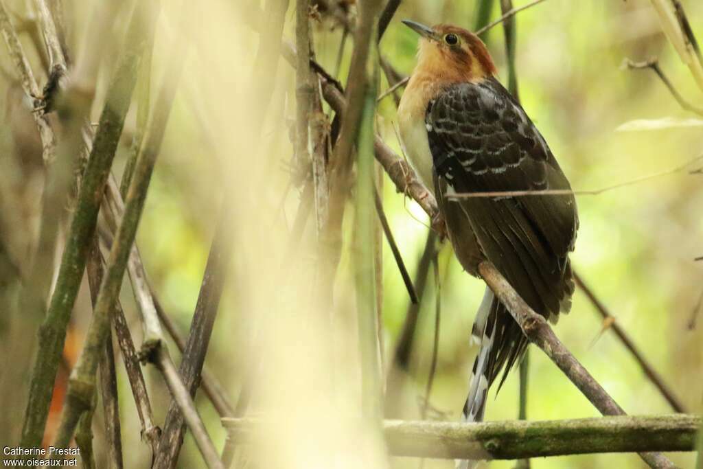 Pavonine Cuckooadult, identification