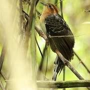 Pavonine Cuckoo