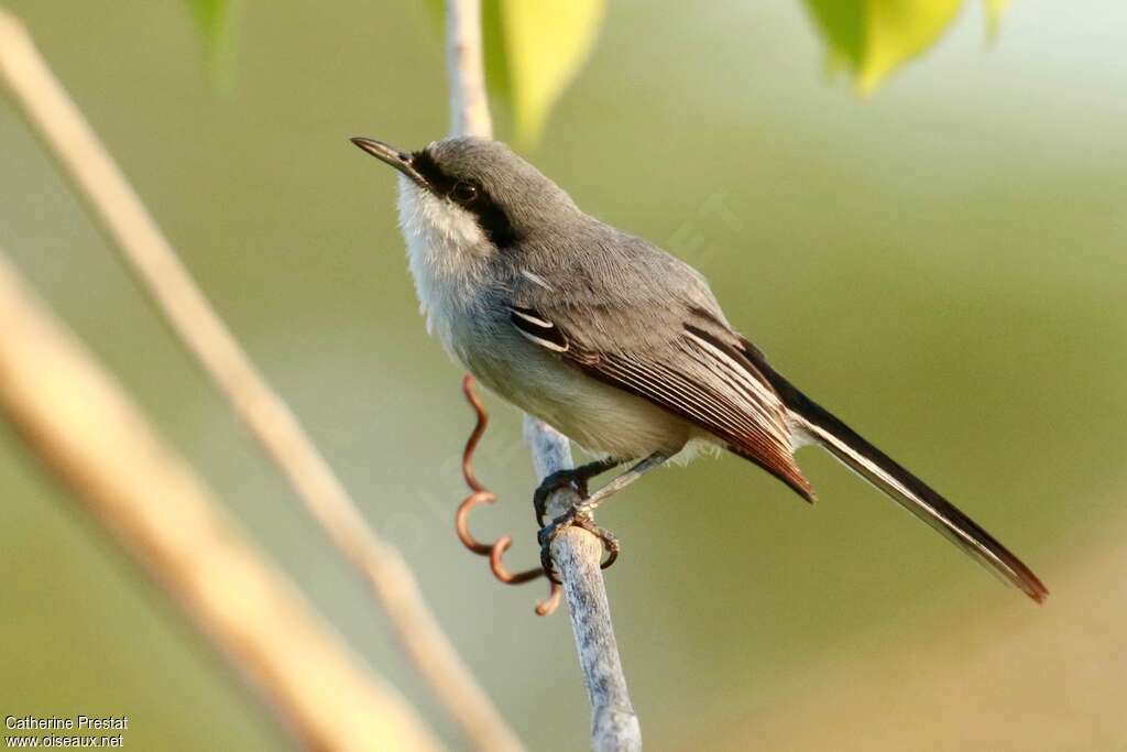 Masked Gnatcatcher male adult, identification