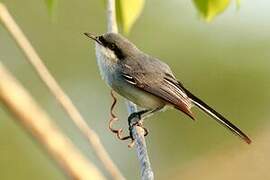 Masked Gnatcatcher