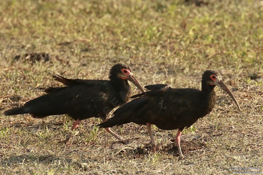 Sharp-tailed Ibis