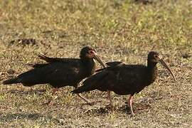 Sharp-tailed Ibis