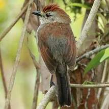 Batara à tête rousse