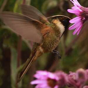 Colibri casqué