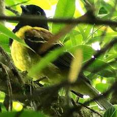 Cotinga coqueluchon