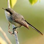 Gobemoucheron masqué