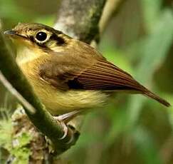 Platyrhynque à moustaches