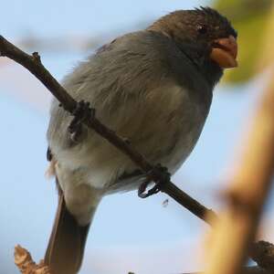 Papa-capim-cinza (Sporophila intermedia - Cabanis, 1851)