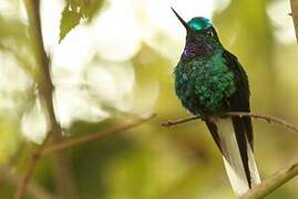 White-tailed Starfrontlet