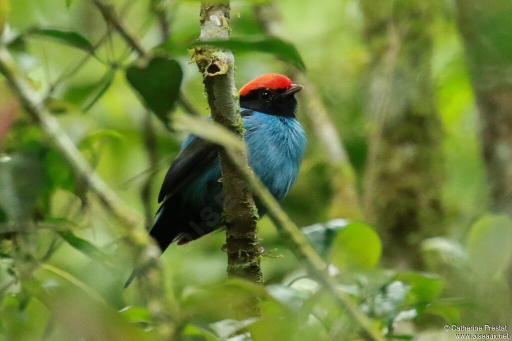 Manakin à longue queue mâle adulte