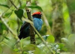 Blue Manakin