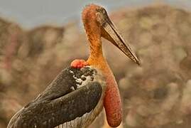 Greater Adjutant