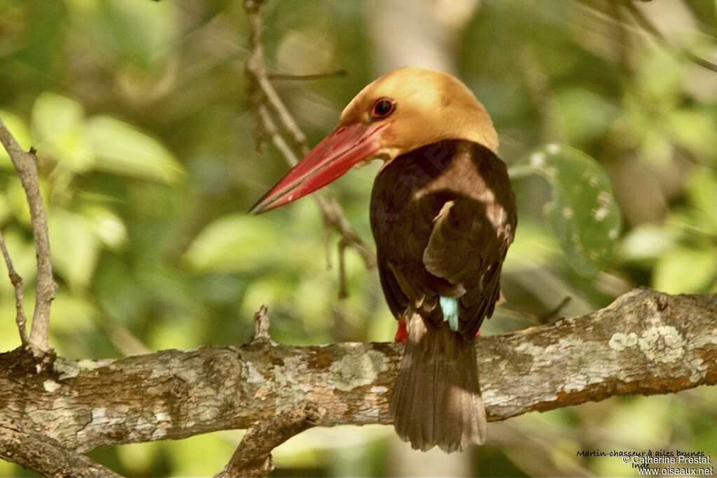 Brown-winged Kingfisher