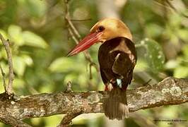 Brown-winged Kingfisher