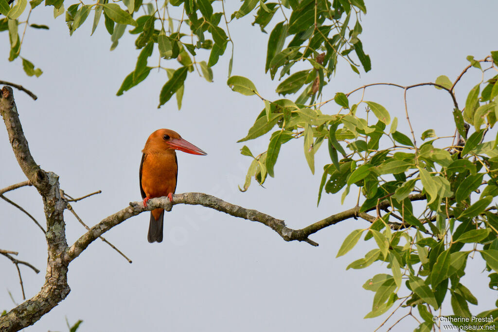 Brown-winged Kingfisher