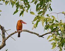 Brown-winged Kingfisher