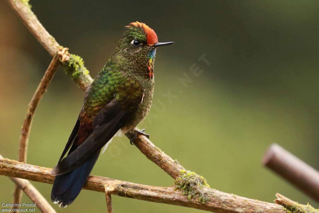 Rainbow-bearded Thornbill male adult breeding, identification