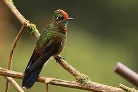 Rainbow-bearded Thornbill