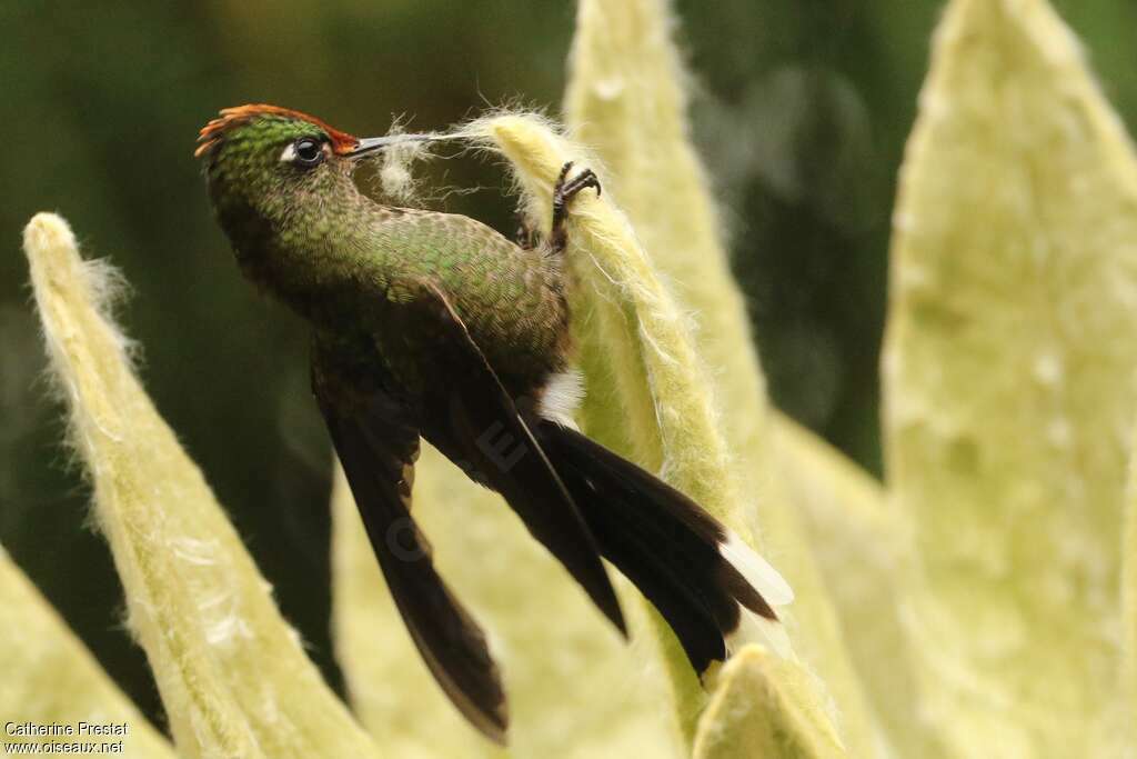 Rainbow-bearded Thornbill female adult, pigmentation, Reproduction-nesting