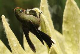 Rainbow-bearded Thornbill