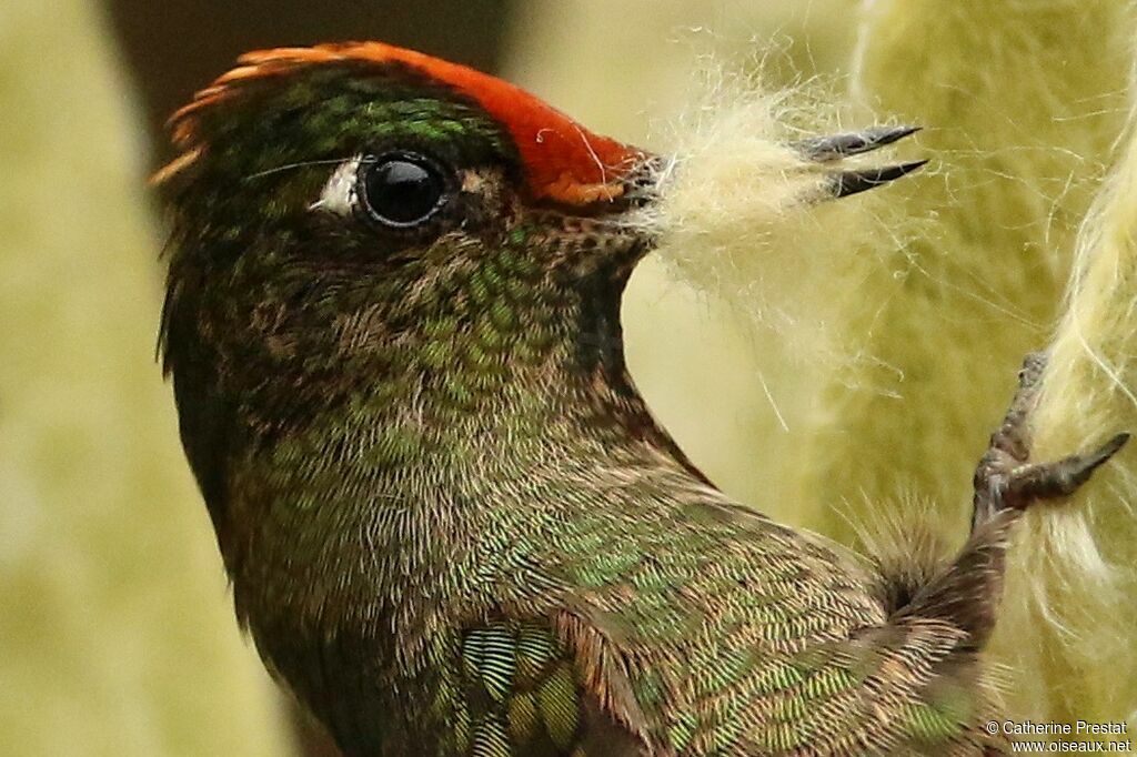 Rainbow-bearded Thornbill female adult