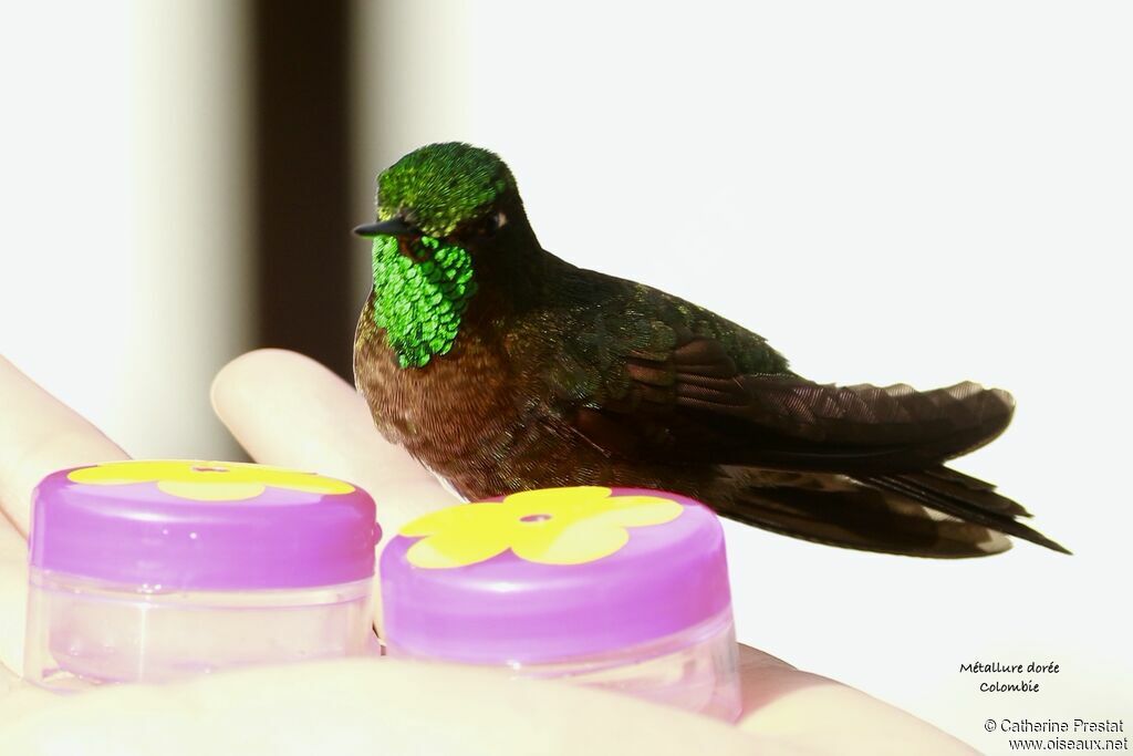 Tyrian Metaltail male adult, close-up portrait